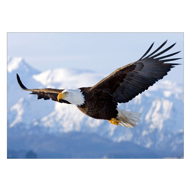 تابلو شاسی ونسونی طرح Flying Eagle سایز 30x40 سانتی متر