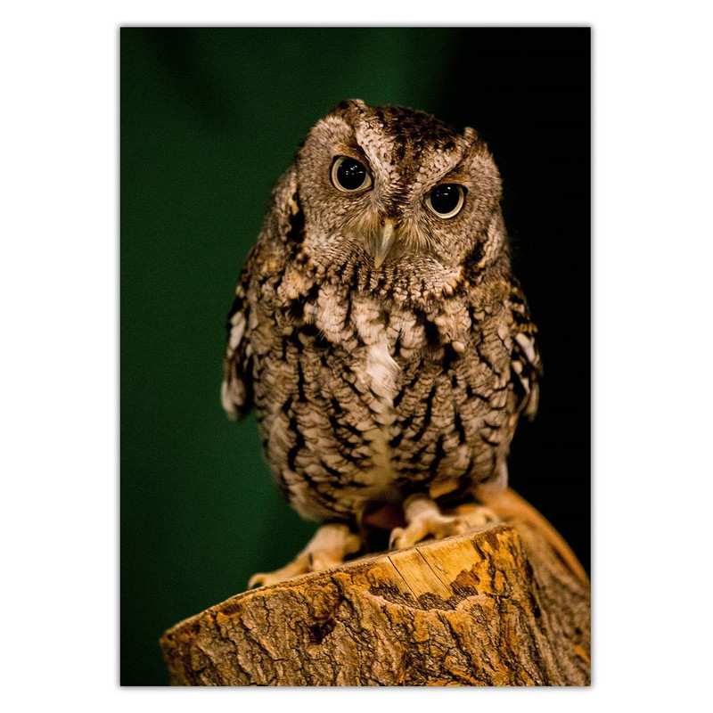تابلو شاسی ونسونی طرح Baby Owl سایز 30 × 40 سانتی متر
